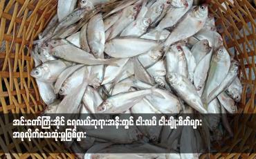 Embedded thumbnail for အင်းတော်ကြီးအိုင် ရေလယ်ဘုရားအနီးတွင် ငါးလပိ ငါးမျိုးစိတ်များ အစုလိုက်သေဆုံးမှုဖြစ်ပွား