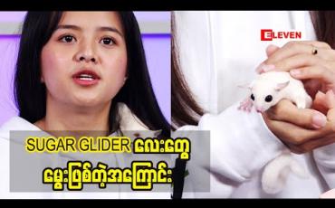 Embedded thumbnail for ဘယ်သွားသွားခေါ်လို့ရတဲ့ SUGAR GLIDER လေးတွေမွေးဖြစ်တဲ့အကြောင်းပြောလာတဲ့ သရုပ်ဆောင် မေသက်ကျော် (ရုပ်သံအစီအစဉ်) 