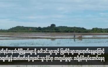 Embedded thumbnail for မြိတ်နှင့် တနင်္သာရီမြို့နယ်များရှိ စပါးခင်းများတွင် ဖြုတ်ပိုးများကျရောက်နေမှုကြောင့် အထွက်နှုန်းထက်ဝက်ခန့်ကျဆင်းသွားနိုင်ရာ ကာကွယ်မှုများ အချိန်မီလုပ်ဆောင်နေရ