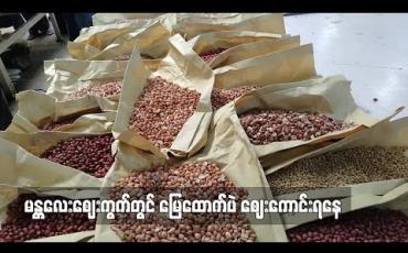 Embedded thumbnail for မန္တလေးစျေးကွက်တွင် မြေထောက်ပဲ စျေးကောင်းရနေ 