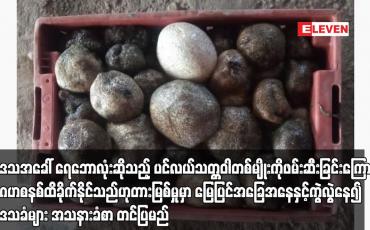 Embedded thumbnail for ဒေသအခေါ် ရေဘောလုံးဆိုသည့် ပင်လယ်သတ္တဝါတစ်မျိုးကိုဖမ်းဆီးခြင်းကြောင့် ဂေဟစနစ်ထိခိုက်နိုင်သည်ဟုတားမြစ်မှုမှာ မြေပြင်အခြေအနေနှင့်ကွဲလွဲနေ၍ ဒေသခံများ အသနားခံစာ တင်ပြမည်