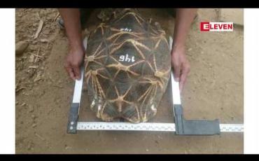 Embedded thumbnail for လောကနန္ဒာဘေးမဲ့တောဥယျာဉ်ရှိ ကြယ်လိပ်မတစ်ကောင်ကို ကမ္ဘာပေါ်ရှိြ ကယ်လိပ်များထဲတွင် အရွယ်အစားအကြီးမားဆုံးအဖြစ် မှတ်တမ်းတင်ထား 