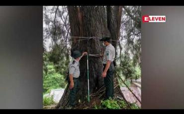 Embedded thumbnail for ရှမ်းပြည်နယ်ရှိ ပင်စည်လုံးပတ် ၇ ပေ ကနေ ပေ ၄၀ ရှိ သစ်ပင်ကြီး အမျိုးအစား (၈) မျိုးကို ဖော်ထုတ် မှတ်တမ်းတင် 