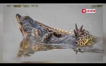 Embedded thumbnail for အနာကွန်ဒါမြွေနှင့် ကေးမန်းမိကျောင်းခေါင်းတိုတို့တိုက်ခိုက်နေပုံ