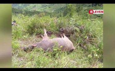Embedded thumbnail for နာဂကိုယ်ပိုင်အုပ်ချုပ်ခွင့်ရဒေသ လေရှီးမြို့နယ်တွင် အမည်မသိရောဂါကြောင့် ကျွဲကောင်ရေ ရာနှင့်ချီသေဆုံးမှုဖြစ်ပေါ်နေ 