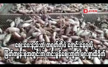 Embedded thumbnail for COVID-19 ကြောင့် ထိုင်းဝယ်လက်ပိတ်လိုက်၍ ဈေးပေးနည်းသည့် တရုတ်ဈေးကွက်သာအားထားနေရမှုကြောင့် မြိတ်ကျွန်းစုအတွင်းရှိကင်းမွန်ဈေးကွက် များစွာထိခိုက် 