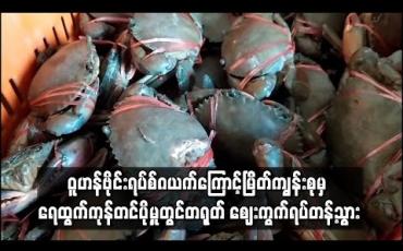 Embedded thumbnail for ဝူဟန်ဗိုင်းရပ်စ်ဂယက်ကြောင့်မြိတ်ကျွန်းစုမှ ရေထွက်ကုန်တင်ပို့မှုတွင်တရုတ် ဈေးကွက်ရပ်တန့်သွား