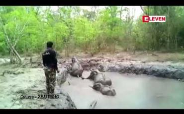 Embedded thumbnail for ရွှံ့အိုင်ထဲပိတ်မိနေသည့်ဆင်ပေါက် ၆ကောင်ကိုထိုင်းသစ်တောထိန်းသိမ်းရေးအဖွဲ့ဝင်များကယ်တင်ခဲ့ 