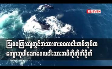 Embedded thumbnail for သြစတြေးလျတွင် အသားစားဝေလငါးတစ်အုပ်က ကျောဘုပါသောဝေလငါးသားအမိကိုတိုက်ခိုက်နေပုံအား တံငါသည်များကဒရုန်းဖြင့်ရိုက်ယူ 