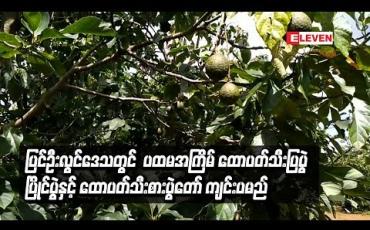 Embedded thumbnail for ပြင်ဦးလွင်ဒေသတွင်  ပထမအကြိမ်အဖြစ် ထောပတ်သီးပြပွဲ ပြိုင်ပွဲ နင့်ထောပတ်သီးစားပွဲတော် ကျင်းပမည်