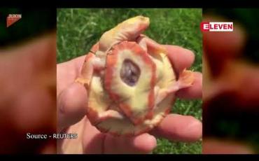 Embedded thumbnail for  အမေရိကန် နယူးဂျာဆီပြည်နယ်တွင် နှလုံးပြင်ပထွက်နေသည့် လိပ်သားပေါက်တစ်ကောင် မွေးဖွားခဲ့ (ရုပ်သံ)