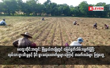 Embedded thumbnail for မကွေးတိုင်းအတွင်း မြို့နယ်အချို့တွင် မြေပဲနှုတ်သိမ်းလျက်ရှိပြီး လုပ်သားရှားပါးမှုနှင့် ခိုင်းနွားမလုံလောက်မှုများကြောင့် အခက်အခဲများ ကြုံတွေ့