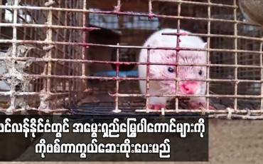 Embedded thumbnail for ဖင်လန်နိုင်ငံတွင် အမွေးရှည် မြွေပါကောင်များကို ကိုဗစ်ကာကွယ်ဆေး ထိုးပေးမည်