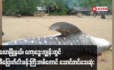Embedded thumbnail for ပုလောမြို့နယ်၊ ကော့ဒွေးကျွန်းတွင် အရှည်၂၄ ပေရှိ ဝဇီပြောက်ငါးမန်းကြီးတစ်ကောင်သောင်တင်သေ ဆုံးလျက်တွေ့ရှိခဲ့ရ
