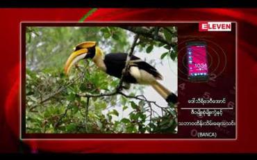 Embedded thumbnail for အောက်ချင်းမြီးရှည်ငှက်သည် ကမ္ဘာတွင် မျိုးသုဉ်း ပျောက်ကွယ်ရန် ထိပ်ဆုံးအဆင့်သို့ ရောက်ရှိနေ