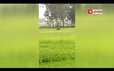 Embedded thumbnail for အိန္ဒိယနိုင်ငံရှိ မြို့တစ်မြို့တွင် ကျားသစ်တစ်ကောင်၏ ရန်ပြုတိုက်ခိုက်မှုကြောင့် လူလေးဦး ဒဏ်ရာရရှိ 