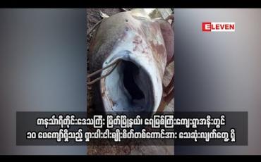 Embedded thumbnail for တနင်္သာရီတိုင်းဒေသကြီး မြိတ်မြို့နယ်၊ရေမြစ်ကြီးကျေးရွာအနီးတွင် ၁၀ ပေကျော်ရှိသည့် ရှား ငါးမျိုး စိတ်တစ်ကောင် အားသေဆုံးလျက်တွေ့ရှိ(ရုပ်သံ)