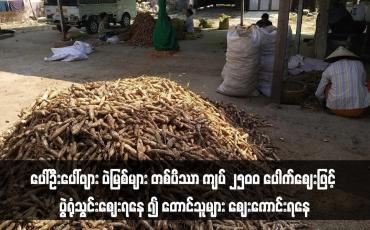 Embedded thumbnail for ပေါ်ဦးပေါ်ဖျား ပဲမြစ်များ တစ်ပိဿာ ကျပ် ၂၅၀၀ ပေါက်ဈေးဖြင့် ပွဲရုံသွင်းဈေးရနေ ၍ တောင်သူများ ဈေးကောင်းရနေ
