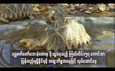 Embedded thumbnail for ရွှေစက်တော်ဘေးမဲ့တောမှ ခိုးယူခံရသည့် ကြယ်လိပ်၁၅၇ ကောင်အား ပြန်လည်ရရှိနိုင်ရန် အထူးကိစ္စအနေဖြင့် လုပ်ဆောင်နေ 
