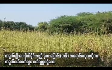 Embedded thumbnail for  တရုတ်ကုန်သည်များက မျိုးပေးစိုက်ခိုင်းသည့် နှံစားပြောင်း(အနီ) မန္တလေးစျေးကွက်ထဲဝင်ရောက်လာသော်လည်း တရုတ်ဝယ်လက်များ  ဝယ်ယူမူ မရှိသေး