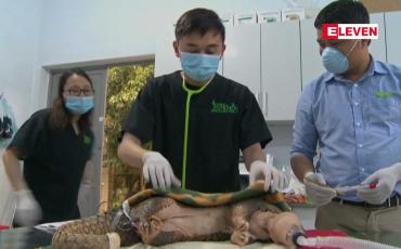 Embedded thumbnail for သင်းခွေချပ်များကို ကယ်တင် စောင့်ရှောက်နေသည့် ဗီယက်နမ်အမျိုးသား အစိမ်းရောင် နိုဘယ်ဆု ချီးမြှင့်ခံရ