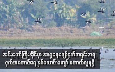 Embedded thumbnail for အင်းတော်ကြီးအိုင်မှာ အာရှရေပျော်ငှက်စာရင်းအရ ငှက်အကောင်ရေ နှစ်သောင်းကျော် ကောက်ယူရရှိ