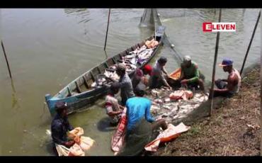Embedded thumbnail for ငါးမွေးမြူရေးကဏ္ဍအတွက် ဥပဒေ သီးသန့်ရှိသော်လည်း တိရစ္ဆာန်ကျန်းမာရေးနှင့် မွေးမြူရေးဖွံ့ဖြိုးမှု ဥပဒေတွင် ပူးပေါင်းရေးဆွဲခြင်း မလုပ်သင့်ဟု ငါးလုပ်ငန်းအဖွဲ့ချုပ် အကြံပြု 