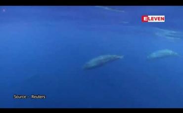 Embedded thumbnail for မက္ကဆီကို ကမ်းလွန်တွင် ဝေလငါး မျိုးစိတ်သစ်ကို ရှာတွေ့ထားဟု သုတေသီများ ယူဆနေ