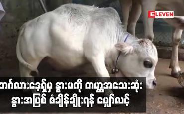 Embedded thumbnail for ဘင်္ဂလားဒေ့ရ်ှမှ နွားမကို ကမ္ဘာ့အသေးဆုံးနွားအဖြစ် စံချိန်ချိုးရန် မျှော်လင့်