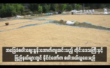 Embedded thumbnail for အခြေခံစပါးစျေးနှုန်းအောက်ကျဆင်းသည့် တိုင်းဒေသကြီးနှင့် ပြည်နယ်များတွင် နိုင်ငံတော်က စပါးဝယ်ယူပေးမည် (ရုပ်သံ)
