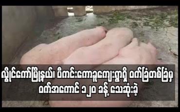 Embedded thumbnail for လွိုင်ကော်မြို့နယ်၊ ပီကင်းကောခူကျေးရွာရှိ ဝက်ခြံတစ်ခြံမှ ဝက်အကောင် ၁၂၀ ခန့် သေဆုံးခဲ့ (ရုပ်သံ) 