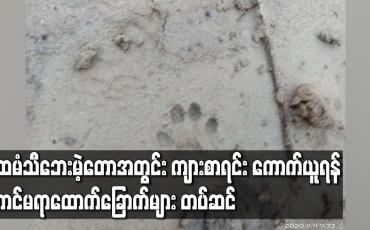 Embedded thumbnail for ထမံသီဘေးမဲ့တောအတွင်း ကျားစာရင်း ကောက်ယူရန်အတွက် ကင်မရာထောက်ခြောက်များ တပ်ဆင်ထား