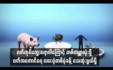 Embedded thumbnail for အာဖရိက ဝက်တုပ်ကွေးရောဂါကြောင့် တစ်ကမ ္ဘာလုံးရှိ ဝက်အကောင်ရေ လေးပုံတစ်ပုံခန့် သေဆုံးဖွယ်ရှိနေ