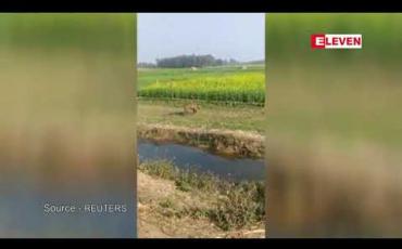 Embedded thumbnail for အိန္ဒိယမြောက်ပိုင်းတွင် ကျားသစ်တစ်ကောင်တိုက်ခိုက်မှုကြောင့် လူ ၄ ဦးဒဏ်ရာရ