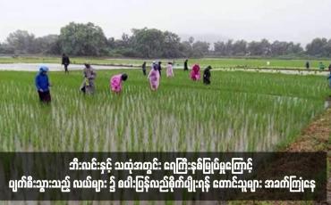 Embedded thumbnail for မျိုးစပါးရှားပါးခြင်း၊ ဓါတ်မြေဩဇာဈေးကြီးမြင့်နေ၍ ဘီးလင်းနှင့် သထုံအတွင်း ရေကြီးနစ်မြုပ်မှုကြောင့် ပျက်စီးသွားသည့် လယ်များ ၌ စပါးပြန်လည်စိုက်ပျိုးရန် တောင်သူများ အခက်ကြုံနေ