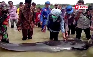 Embedded thumbnail for အင်ဒိုနီးရှားနိုင်ငံရှိ ကမ်းခြေတစ်ခုတွင် ဝေလငါးအကောင်ရေ အများအပြားသောင်တင်သေဆုံးမှု ဖြစ်ပွား