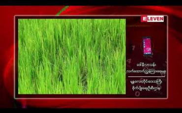 Embedded thumbnail for COVID-19 Economic Relief Plan (CERP) အစီအစဉ်ဖြင့် မန္တလေးတိုင်းဒေသကြီးတွင် မိုးစပါးမျိုးစေ့ထုတ်ဧက ၉၃၀၀ ကျော် ဧကစိုက်ပျိုးထုတ်လုပ်သွားမည် 