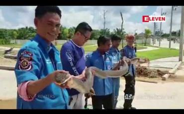 Embedded thumbnail for ထိုင်းမြွေဖမ်းသမားတစ်ဦးက ၁၃ ပေအရှည်ရှိသည့် အဆိပ်ပြင်းတောကြီးမြွေဟောက်တစ်ကောင်ကို မြေအောက်ပိုက်လိုင်းထဲထိ ဝင်ဖမ်းခဲ့ (ရုပ်သံ)