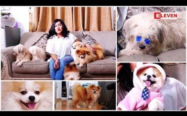 Embedded thumbnail for Hello Pets (ရုပ်သံအစီအစဉ်)
