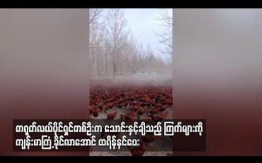 Embedded thumbnail for တရုတ်လယ်ပိုင်ရှင်တစ်ဦးက သောင်းနှင့်ချီသည့်ကြက်များကို ကျန်းမာကြံ့ခိုင်လာအောင် ထရိန်နင်ပေး