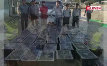 Embedded thumbnail for တရုတ်သို့တင်ပို့မည့် မြွေပွေးနှင့်မြွေဟောက် အပါအဝင် မြွေကောင်ရေ တစ်ထောင်ကျော်တင်ဆောင်လာသည့် ယာဉ်တစ်စီးအား သိန္နီ ရေပူစစ်ဆေးရေးစခန်းတွင် ဖမ်းမိ 