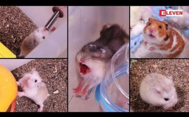 Embedded thumbnail for Hello Pets (ရုပ်သံအစီအစဉ်)