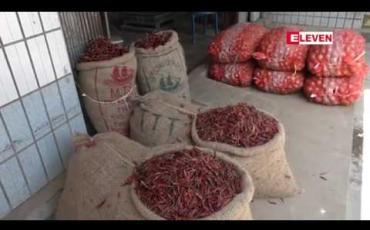 Embedded thumbnail for တောင်သူများ ငရုတ်တိုးမြှင့်စိုက်ပျိုးထားကာ ရာသီချိန်တွင် ဈေးကောင်းရရန် မျှော်လင့်နေ
