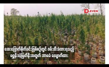 Embedded thumbnail for ဆေးခြောက်စိုက်ခင်းဖြစ်စဉ်တွင် ဖမ်းဆီးခံထားရသည့် ဓာတ်ခွဲခန်းလက်ထောက်အကူဖြစ်သူ မရွှန်းလဲ့မြတ်နိုးအတွက် အာမခံ လျှောက်ထား 