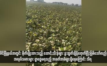 Embedded thumbnail for ပေါင်မြို့နယ်အတွင်း စိုက်ပျိုးထားသည့် ဆောင်းသီးနှံများ ခူးဆွတ်ချိန်ရောက်ပြီးဖြစ်သော်လည်း အလုပ်သမားများ ရှာဖွေမရသည့် အခက်အခဲများရှိနေကြောင်း သိရ