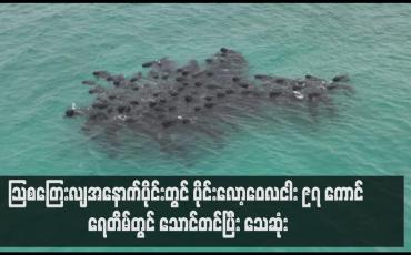 Embedded thumbnail for သြစတြေးလျအနောက်ပိုင်းတွင် ပိုင်းလော့ဝေလငါး ၉၇ ကောင် ရေတိမ်တွင် သောင်တင်ပြီး သေဆုံး