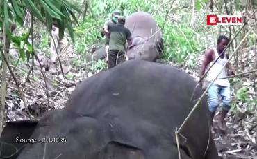 Embedded thumbnail for အိန္ဒိယနိုင်ငံ၊ အာသံပြည်နယ်တွင် မိုးကြိုးထိမှန်သဖြင့် အနည်းဆုံး ဆင် ၁၈ ကောင် သေဆုံး