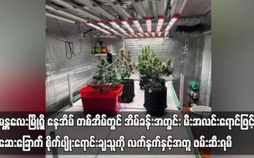 Embedded thumbnail for မန္တလေးမြို့ရှိ နေအိမ် တစ်အိမ်တွင် အိမ်ခန်းအတွင်း မီးအလင်းရောင်ဖြင့် ဆေးခြောက် စိုက်ပျိုးရောင်းချသူကို လက်နက်နှင့် အတူ ဖမ်းဆီးရမိ  (ရုပ်သံ)