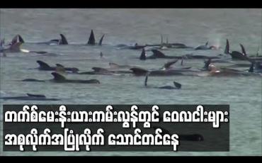 Embedded thumbnail for သြစတြေးလျနိုင်ငံ တက်စ်မေးနီးယား ကမ်းလွန်တွင် ဝေလငါးများ အုပ်စုလိုက် သောင်တင်မှု ဖြစ်ပွားခဲ့ပြီး အကောင်ရေ ၉၀ ခန့် သေဆုံး