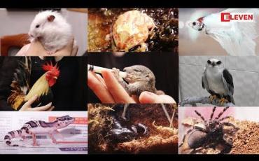 Embedded thumbnail for Hello Pets